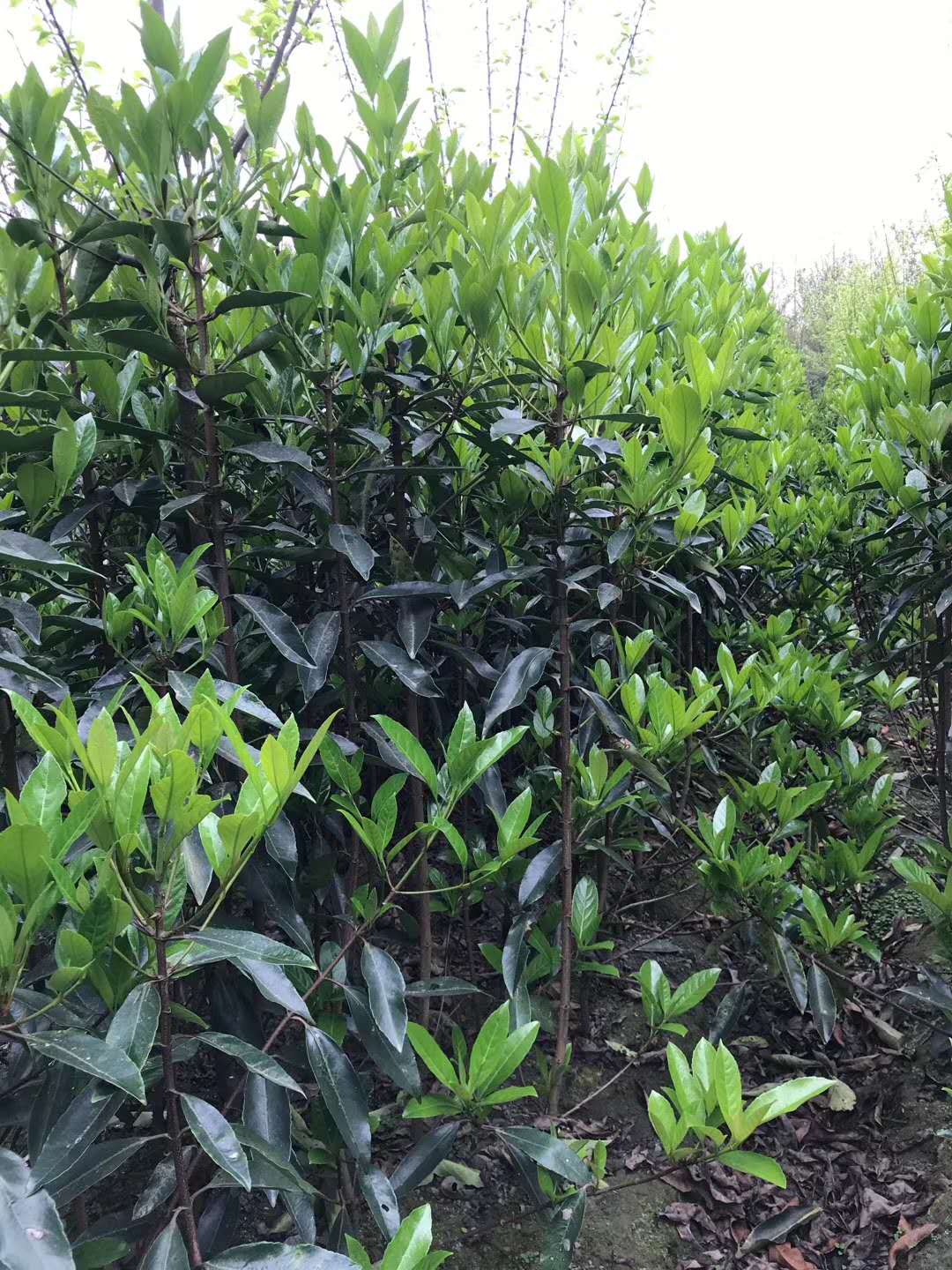 法國(guó)冬青價(jià)格